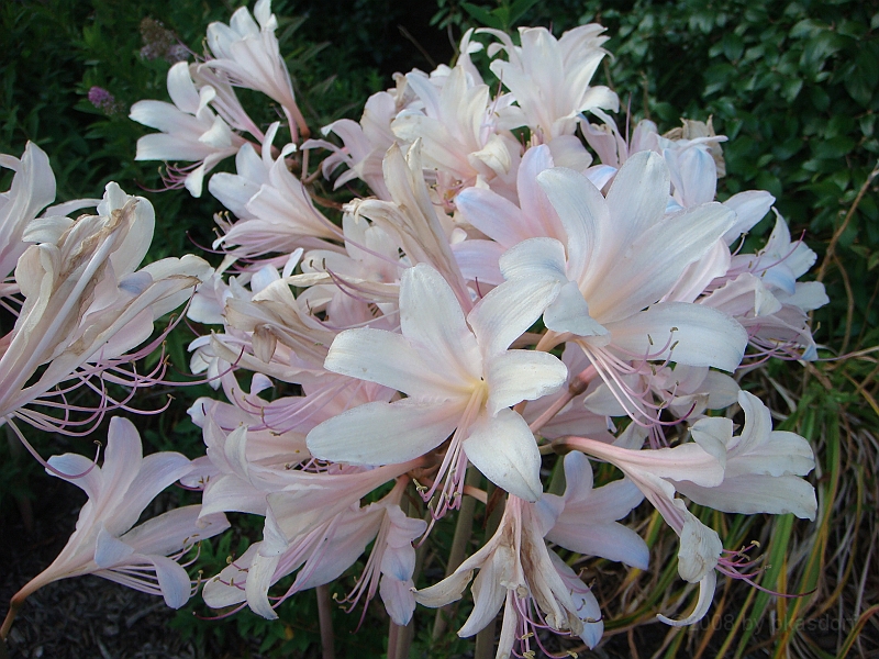 460 Longwood Gardens [2008 August 23].JPG - Longwood Gardens in Pennsylvania